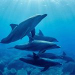 Gangetic Dolphins make a historic comeback to ghats of Patna after 29 years