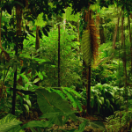 90-million-year-old amber discovery reveals Antarctica was once covered with trees