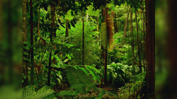 90-million-year-old amber discovery reveals Antarctica was once covered with trees