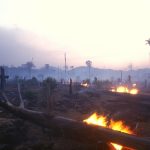 EUDR ‘no risk’ status at risk as member states object