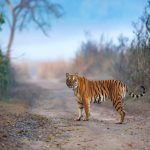 Tracing Johnny the tiger’s epic 300 km journey in search of a mate