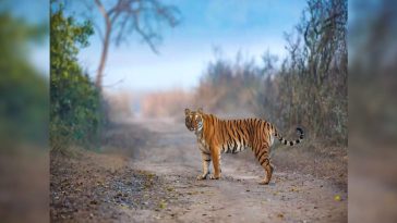 Tracing Johnny the tiger’s epic 300 km journey in search of a mate