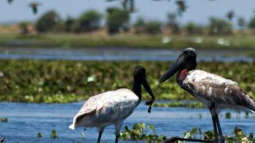 Ancient fish-trapping network supported the rise of Maya civilization