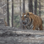 In Northeast China, a Rogue Tiger Terrorizes an Unsuspecting Village