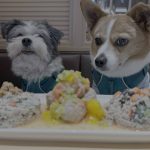 Top 5 Pet-Friendly Places in Beijing for the Winter