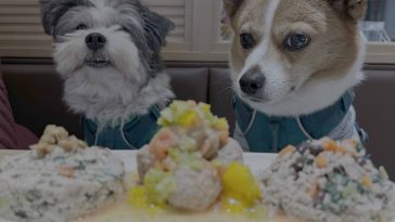 Top 5 Pet-Friendly Places in Beijing for the Winter