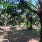 EUDR compliance a challenge for Thai palm oil