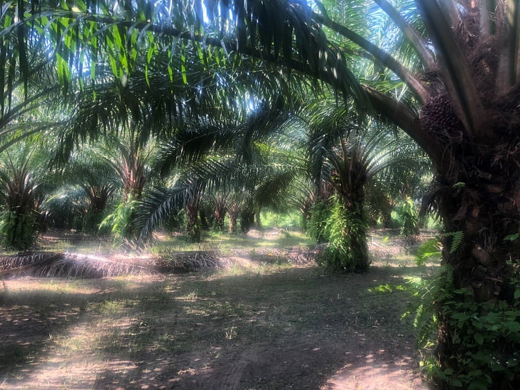 EUDR compliance a challenge for Thai palm oil