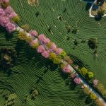 Tariffs and capital drought: A threat to APAC climate adaptation efforts?