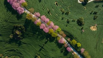 Tariffs and capital drought: A threat to APAC climate adaptation efforts?