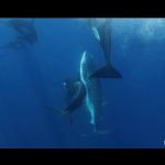 An Orca Pod Off Mexico Has Learned to Kill Enormous Whale Sharks