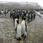 Both KDE and GNOME to offer official distros