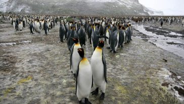 Both KDE and GNOME to offer official distros