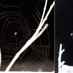 These Spiders Launch Their Webs at Prey. Here’s How They’re So Deadly Accurate