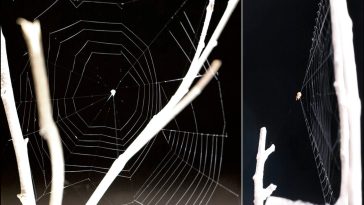 These Spiders Launch Their Webs at Prey. Here’s How They’re So Deadly Accurate