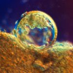 Donating embryos for research is surprisingly complex