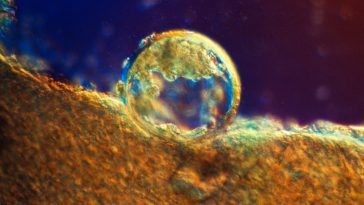 Donating embryos for research is surprisingly complex