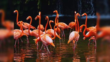 Mumbai to get its first-ever bird park in Nahur region; a paradise for birdwatchers