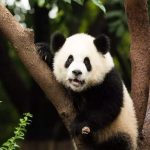 Darjeeling’s Padmaja Naidu Himalayan Zoological Park shortlisted for global award