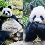 Giant Pandas An An & Ke Ke Debut in Hong Kong