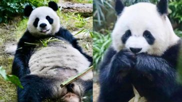 Giant Pandas An An & Ke Ke Debut in Hong Kong