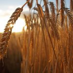 Concurrent barley and natto consumption shows obesity prevention promise – study