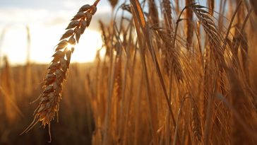 Concurrent barley and natto consumption shows obesity prevention promise – study