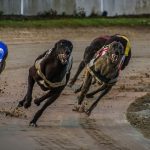 New Zealand government seeks to end greyhound racing