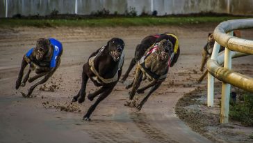New Zealand government seeks to end greyhound racing