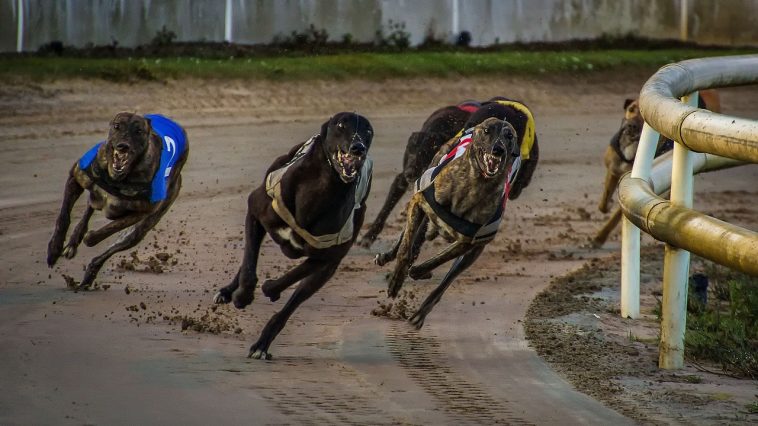 New Zealand government seeks to end greyhound racing