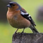 The Role of Wind Currents in Bird MigrationHow birds leverage wind patterns to travel vast distances with minimal effort