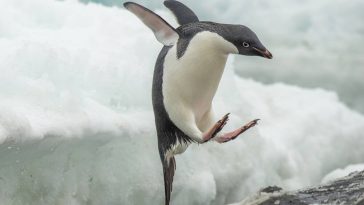 Linux 6.12 is the new long term supported kernel