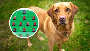 A labrador had the best FPL gameweek 13 in the world