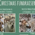 Christmas Fundraiser: 2 Tons of Dog Food Needed