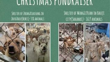 Christmas Fundraiser: 2 Tons of Dog Food Needed