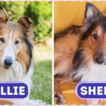 8 Dog Breeds So Similar, Even Experts Are Fooled