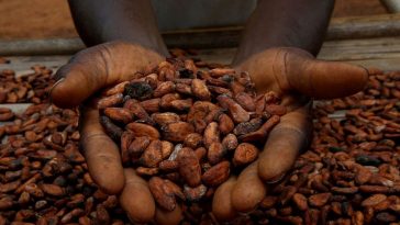 Cocoa prices spike 24% over fears of short supply for Christmas chocolatiers