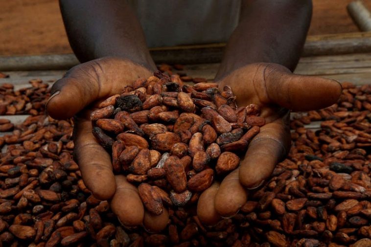 Cocoa prices spike 24% over fears of short supply for Christmas chocolatiers