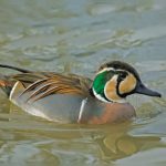 Rare birds return to Sultanpur National Park after 10 years; read all about it here