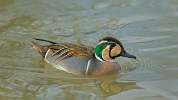 Rare birds return to Sultanpur National Park after 10 years; read all about it here