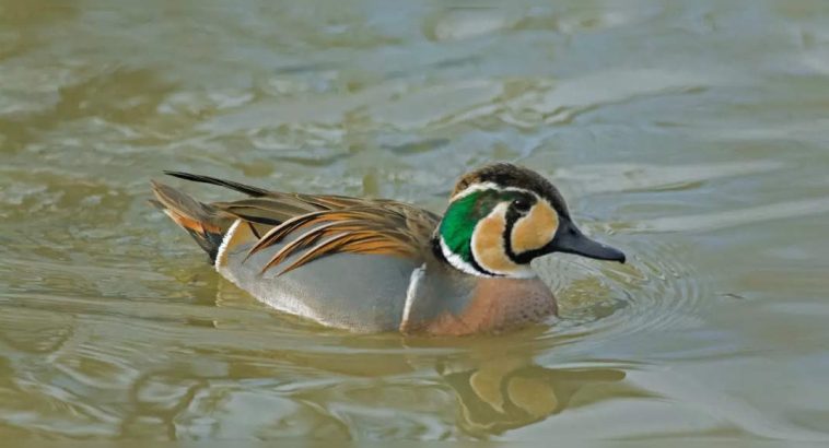 Rare birds return to Sultanpur National Park after 10 years; read all about it here