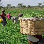 Over 5 million Nigerian farmers supported by US govt since 2019 – Embassy