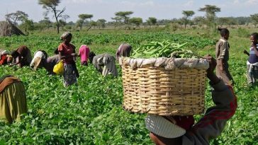 Over 5 million Nigerian farmers supported by US govt since 2019 – Embassy