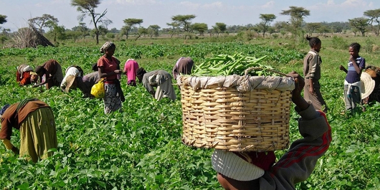Over 5 million Nigerian farmers supported by US govt since 2019 – Embassy
