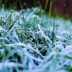 Snowfall in Odisha: Sundergarh and Mayurbhanj turn into stunning winter wonderlands