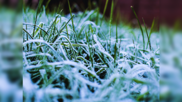 Snowfall in Odisha: Sundergarh and Mayurbhanj turn into stunning winter wonderlands