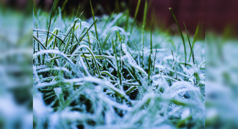 Snowfall in Odisha: Sundergarh and Mayurbhanj turn into stunning winter wonderlands