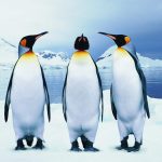 The 3 most Windows-like Linux distros to try because change is hard
