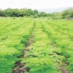 Nigeria can earn N1 trillion monthly from moringa farming, Says Association