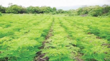 Nigeria can earn N1 trillion monthly from moringa farming, Says Association 